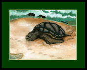 Sea Turtle w Foot Prints